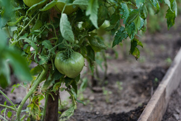 Tomatoes in the greenhouse. Green tomatoes are growing. Grow vegetables in a greenhouse. Agriculture. Fresh vegetables.