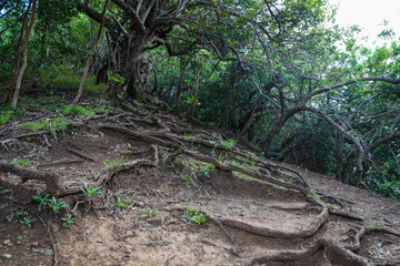 Waahila Ridge, Forests of Oahu, Hawaii