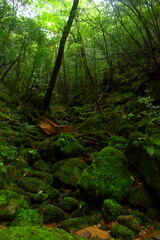 苔生える渓谷　国立公園屋久島白谷雲水峡2