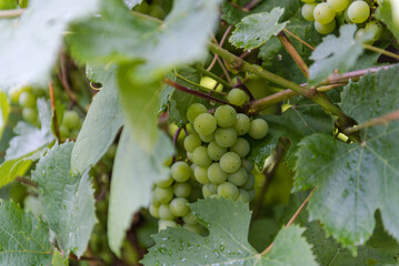 Green grapes in the garden. Grow grapes at home. Sweet berries of grapes. A bunch of berries....