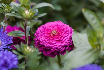 Asters in the garden. Beautiful white and purple flowers. Grow asters in the garden. Flower bud. Perennial flower