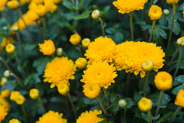 Chrysanthemums in the garden. Grow chrysanthemums. Beautiful flowers. Chrysanthemums close up. Home flowers. Yellow flowers. White flowers