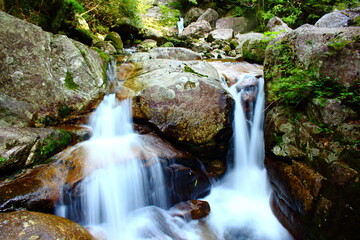 苔生える渓谷　国立公園屋久島白谷雲水峡5