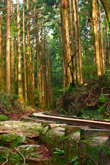 トロッコ道を行く。国立公園屋久島の奥山