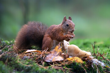 Cute hungry Red Squirrel (Sciurus vulgaris) eating a nut in an forest covered with colorful leaves and  mushrooms. Autumn day in a deep forest in the Netherlands. Beautiful Christmas card. 