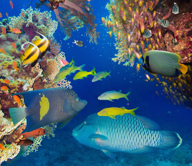 Fototapeta na wymiar Coral and fish