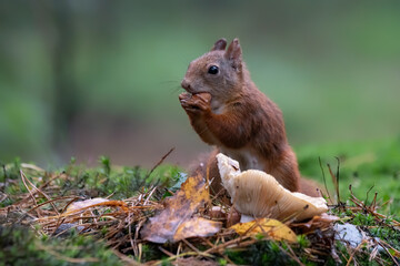 Naklejka na ściany i meble Cute hungry Red Squirrel (Sciurus vulgaris) eating a nut in an forest covered with colorful leaves and mushrooms. Autumn day in a deep forest in the Netherlands. Beautiful Christmas card. 