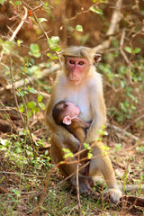 The toque macaque (Macaca sinica), mother and baby sitting near the road in thick bushes.