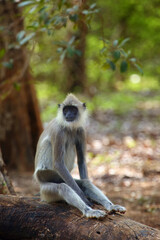 The tufted gray langur (Semnopithecus directly),also known as Madras gray langur, and Coromandel sacred langur sitting on the ground on a tree trunk. Gray langur on the ground with a colorful jungle.