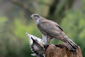 Naklejka na ściany i meble Adult of Northern Goshawk (Accipiter gentilis) on a branch with a prey in the forest of Noord Brabant in the Netherlands.