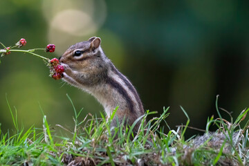 Naklejka na ściany i meble Cutest squirrel smelling a flower. Little chipmunk (Eutamias sibiricus) eat tasty blackberries. Ground squirrel / chipmunk loves blackberries.