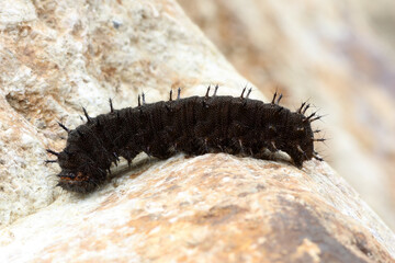 black slug worm on brown stone background
