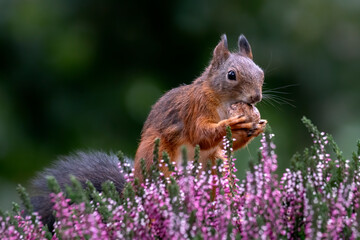 Naklejka na ściany i meble Eurasian red squirrel (Sciurus vulgaris) sitting among purple heather and eating a nut in the forest of Noord Brabant in the Netherlands.