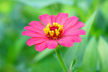 Pink Zinnia flower in the green garden