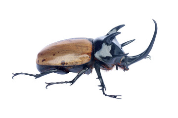Brown five-horned rhinoceros beetle isolated on white.