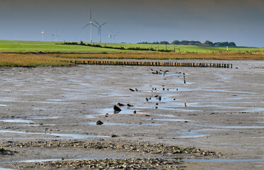 Ebbe im Wattenmeer, Abendstimmung, Ostfriesland.	
