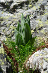 Veratrum Viridie, grown on the mountain near the Seven Rila Lakes.