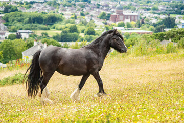 Dales pony on the hill