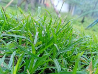fresh grass