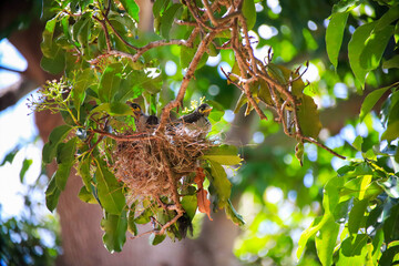 Noisy Miner chicks in their nest found in a park tree In mid Spring Sydney Australia