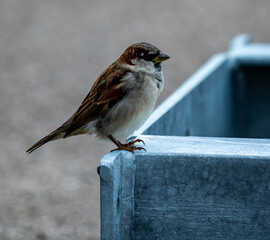Common house sparrow looking for food, close up.