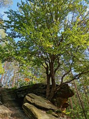 Skały porośnięte drzewami w lesie