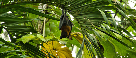 Tło z nietoperzem na liściach palmy © michalsen