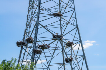 A group of white storks (Ciconia ciconia) make their nests in an unusual spot. White storks have made their homes on the electricity pylon in the Dutch village of Hurwenen.  
