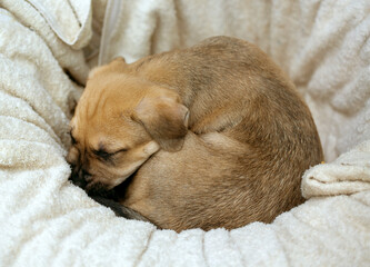 Cute puppy sleeping curled up in a ball