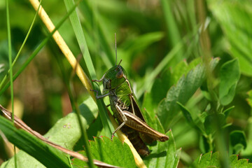 The meadow grasshopper crawling on green leaf macro photo