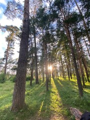 path in the forest