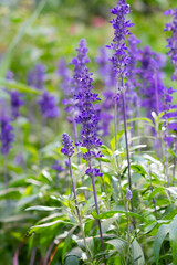 Blooming Salvia flower known as medicinal herb and spice flavoring ingredient for meal. Vertical floral and natural background with bokeh.