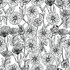 Seamless background with camomiles. Medicinal plants, white flower, chrysanthemums. Coloring. Hand-drawn graphics for children and adults. For textiles, wallpaper, design paper. Stock graphics Isolate