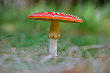 Fliegenpilz 