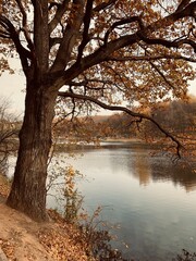 Obraz premium autumn in the park
