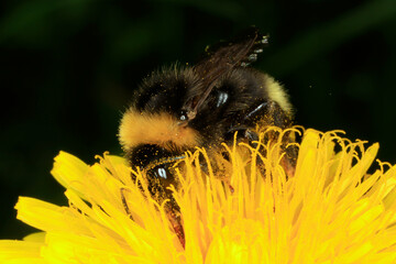 Hummel, Parasitenhummel, Psithyrus vestalis, Insekt, Thueringen, Deutschland, Europa --
Bumblebee,...