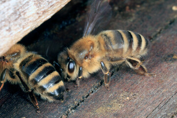 Biene, Honigbiene, Apis Mellifera, Faecheln, Bienenstock Thueringia, Deutschland, Europa --
Bee,...