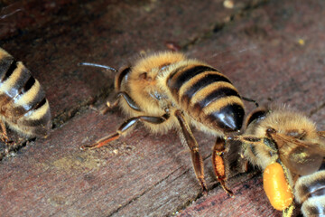 Biene, Honigbiene, Apis Mellifera, Faecheln, Bienenstock Thueringia, Deutschland, Europa --
Bee, honey bee, apis mellifera, fanning, hive entrance, hive, Thueringia, Germany, Europa
