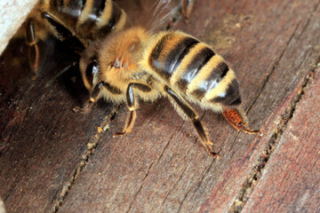 Biene, Honigbiene, Apis Mellifera, Faecheln, Bienenstock Thueringia, Deutschland, Europa --
Bee,...