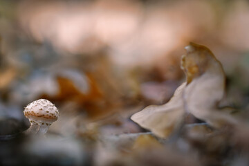 Pilz