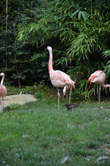 Beautiful group of flamingos with their long necks