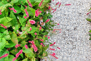 Pedestrian path from small gravel in the garden, along the flower bed with red flowers. Top view