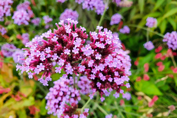Obraz premium A macro shot of the flower head of a verbena buenos aires plant. 