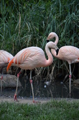 Beautiful group of flamingos with their long necks