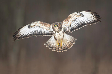 Common buzzard in flight