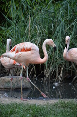 Beautiful group of flamingos with their long necks