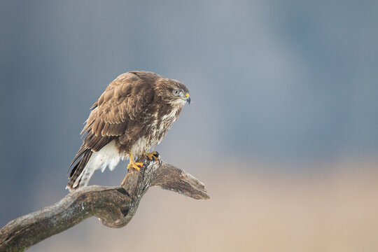 Common buzzard