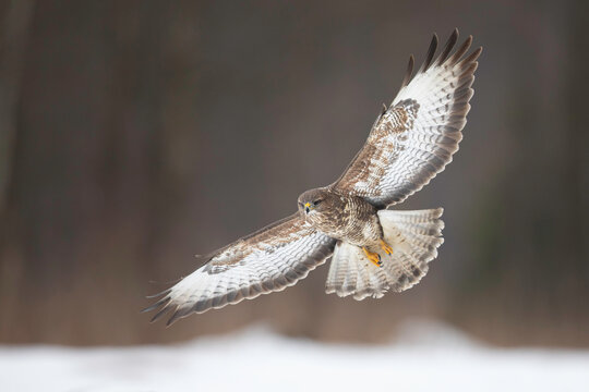Common buzzard in flight
