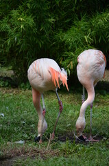 Beautiful group of flamingos with their long necks