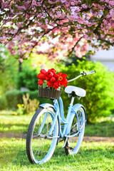 Fototapeta na wymiar beauty of spring. retro bicycle with tulip flowers in basket. vintage bike in park. sakura blossom in spring garden. nature full of colors and smells. relax and travel. romantic date. season of love